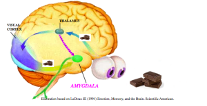 Helpful articles relating to automatic weight loss chocolate brain